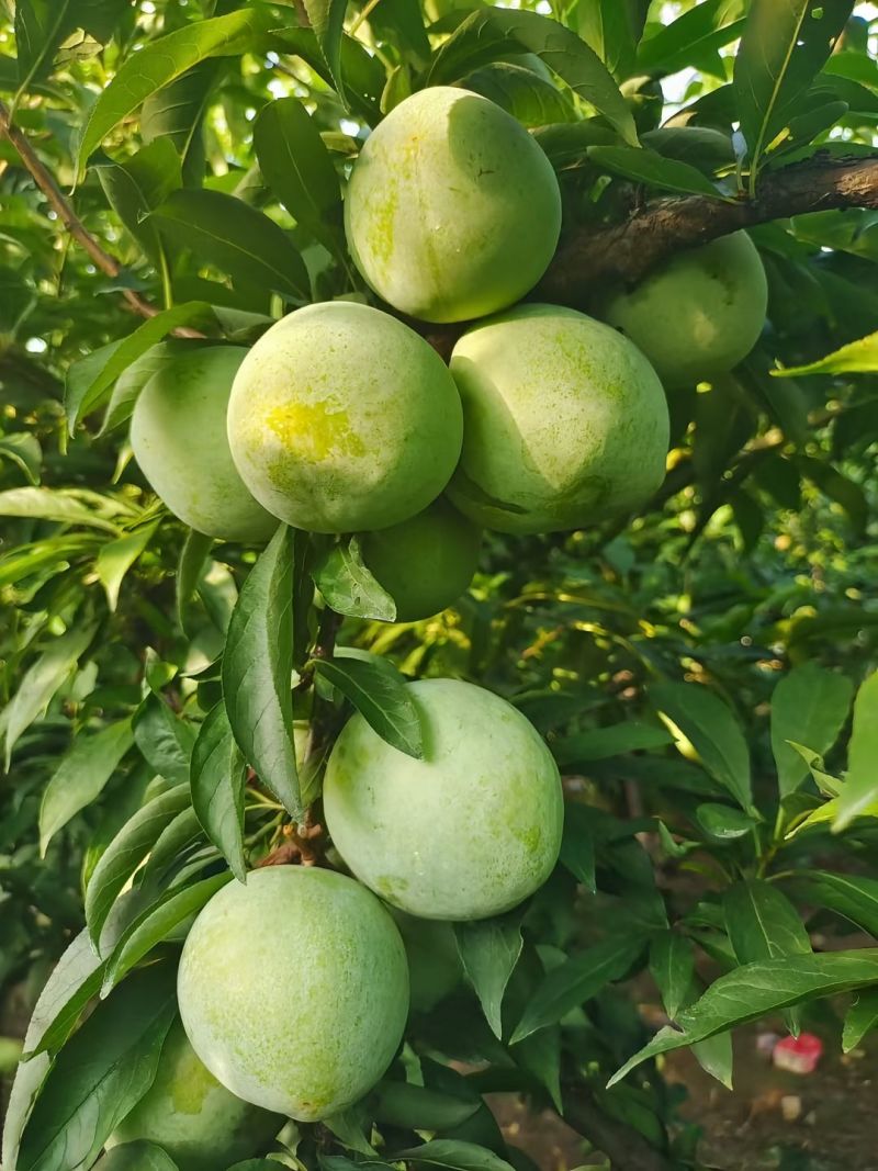 奈李，市场电商，大量上市，欢迎对接合作