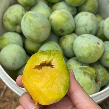 奈李，市场电商，大量上市，欢迎对接合作