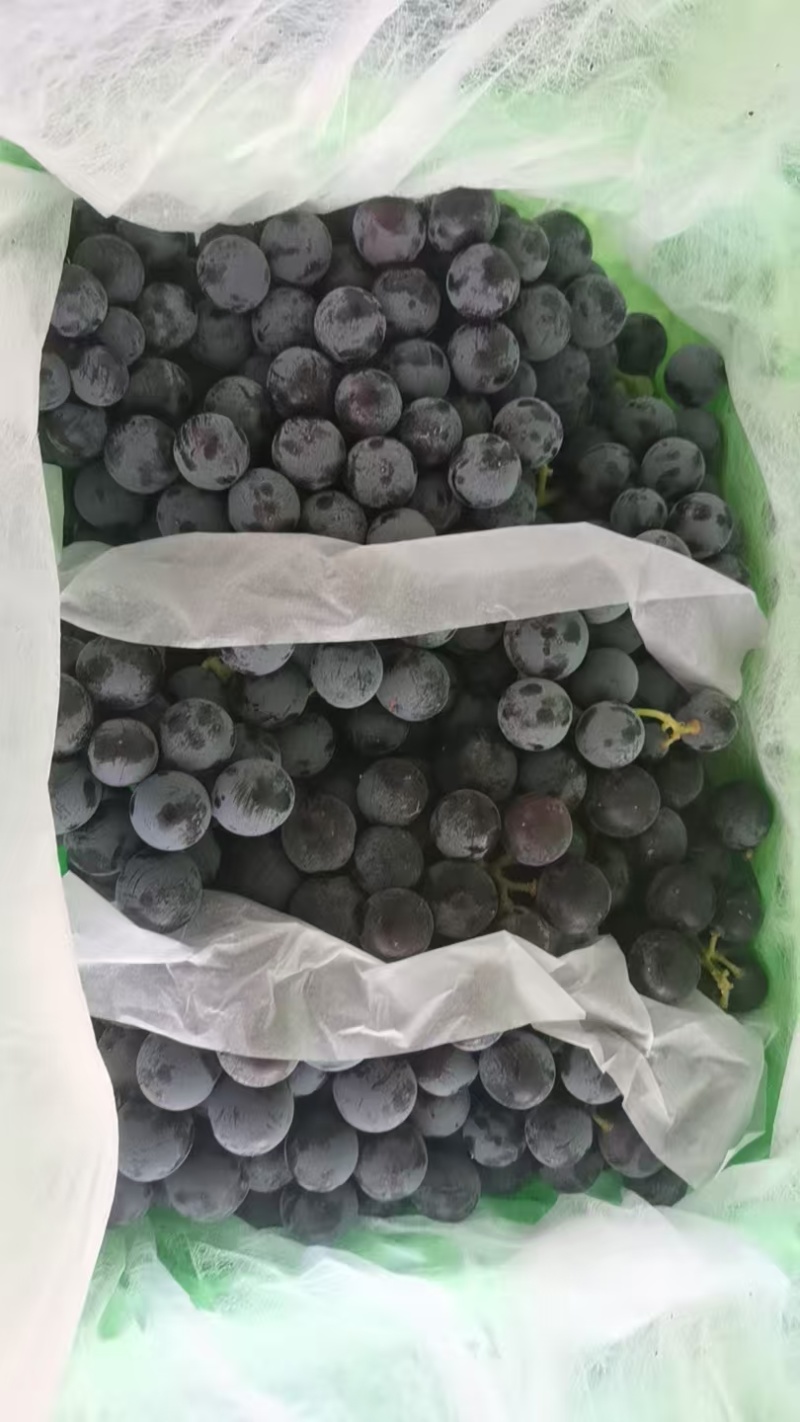 精品夏黑蓝莓葡萄货源充足量大从优产地供应欢迎咨询
