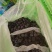 精品夏黑蓝莓葡萄货源充足量大从优产地供应欢迎咨询