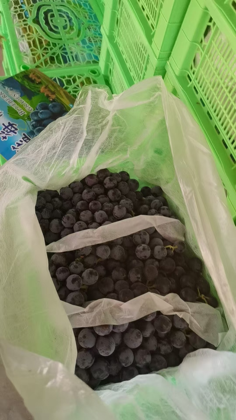 精品夏黑蓝莓葡萄货源充足量大从优产地供应欢迎咨询