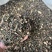 正品桑寄生、钝果寄生、大量有货，量大可批发。
