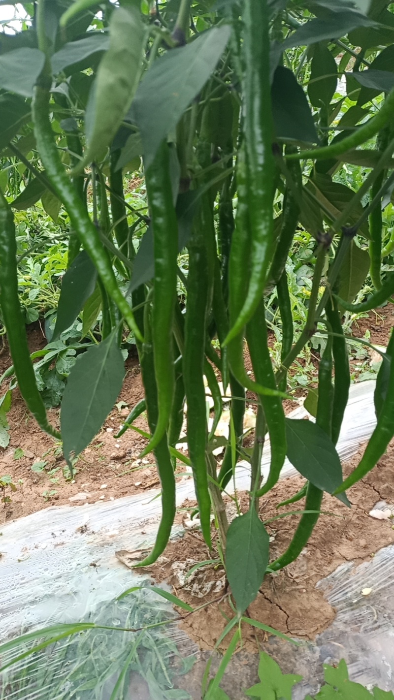 青红鲜辣椒大量有货品质保障一手货源全国通发欢迎购买