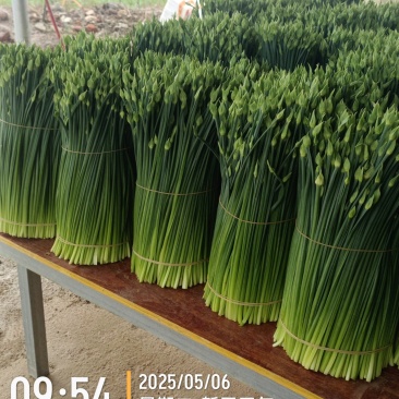 韭菜台