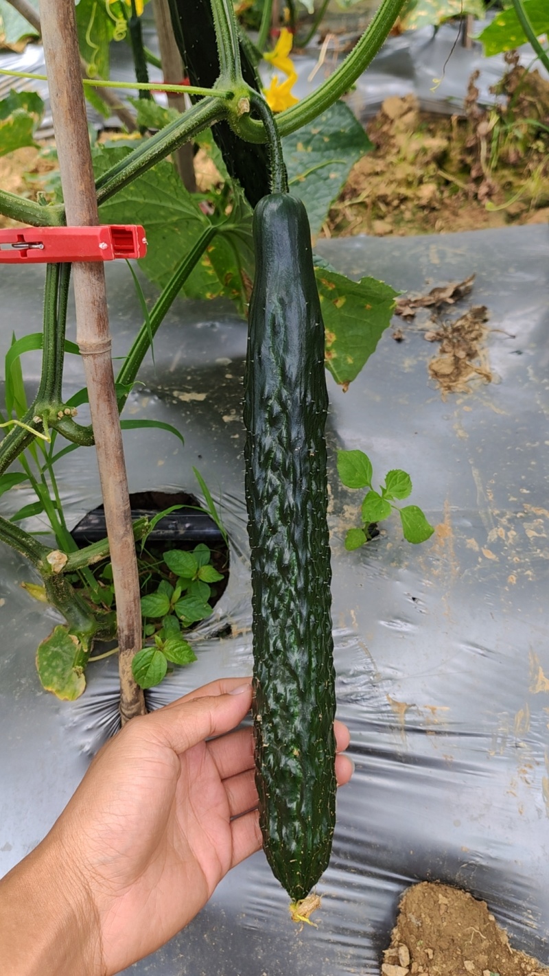 贵州密刺黄瓜，量大质优，专人分拣，全国发货。