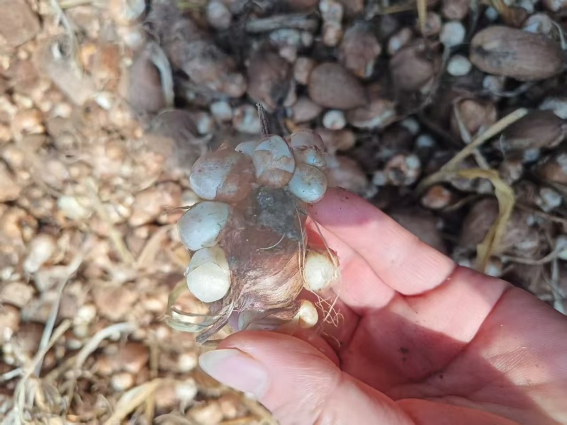 香雪兰种球基地直发