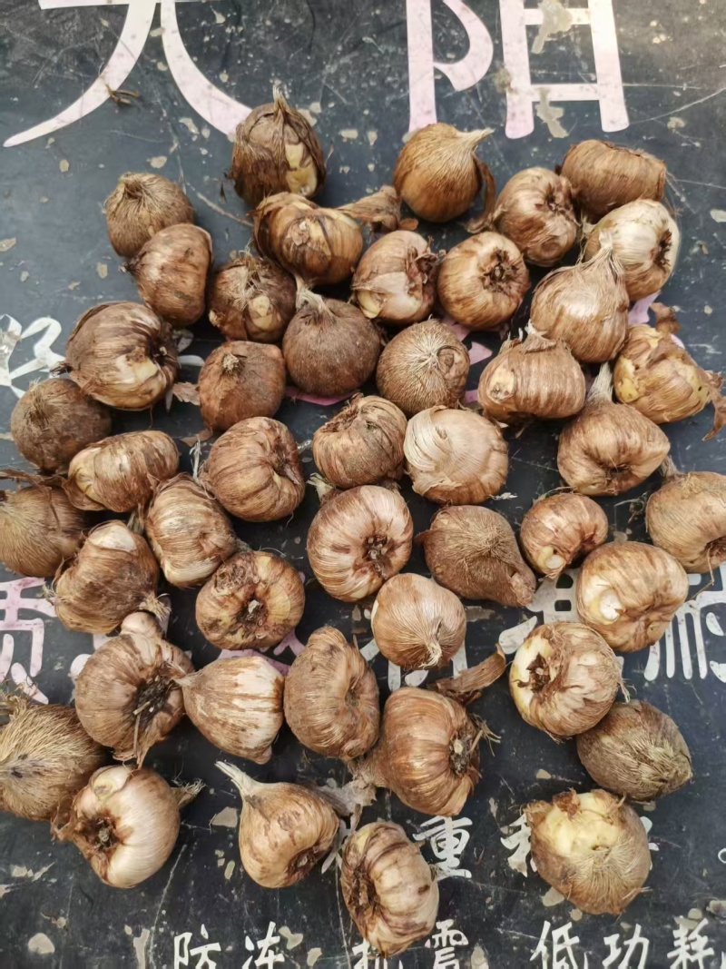 香雪兰种球基地直发