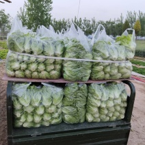 【河南西华】大利生菜，产地货源，对接各大市场，商超，电商