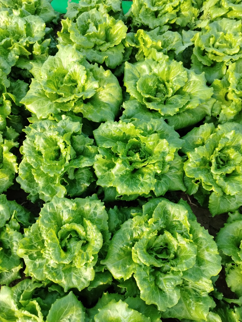【河南西华】大利生菜，产地货源，对接各大市场，商超，电商