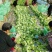【河南西华】大利生菜，产地货源，对接各大市场，商超，电商