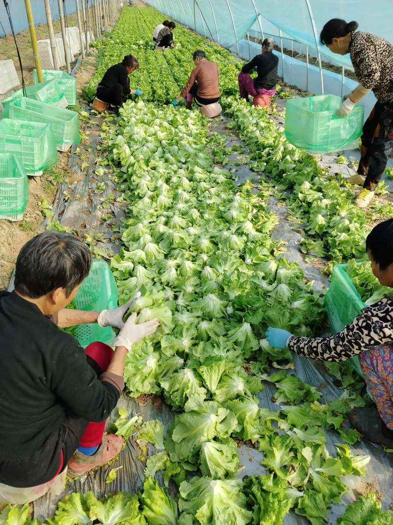【河南西华】大利生菜，产地货源，对接各大市场，商超，电商