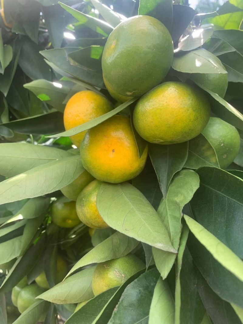 云南青皮蜜橘