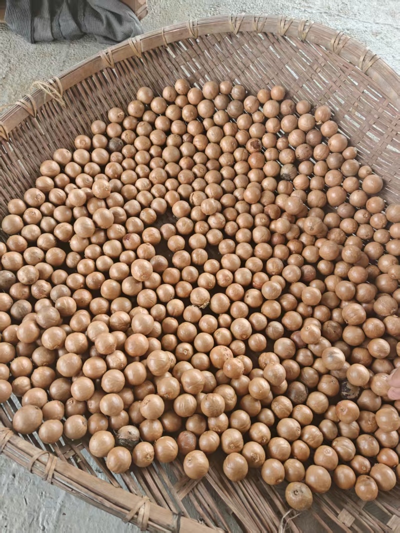 精品夏威夷果产地供应量大从优质量保证欢迎咨询