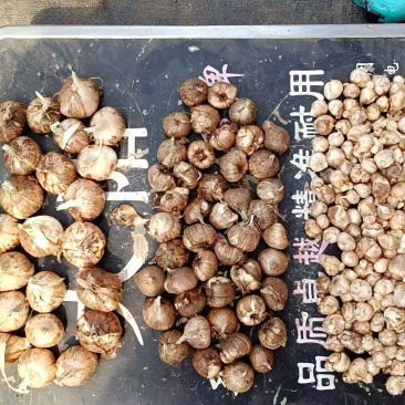 香雪兰种球基地直发
