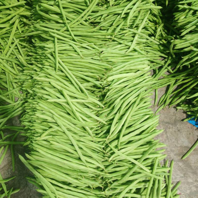 精品四季豆，四季豆小金豆大量供应，产地直发，量大