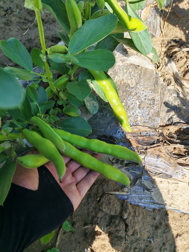 蚕豆鲜货