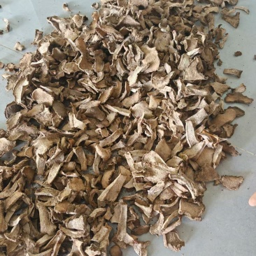 精品魔芋货源充足质量保证诚信经营一手货源欢迎咨询