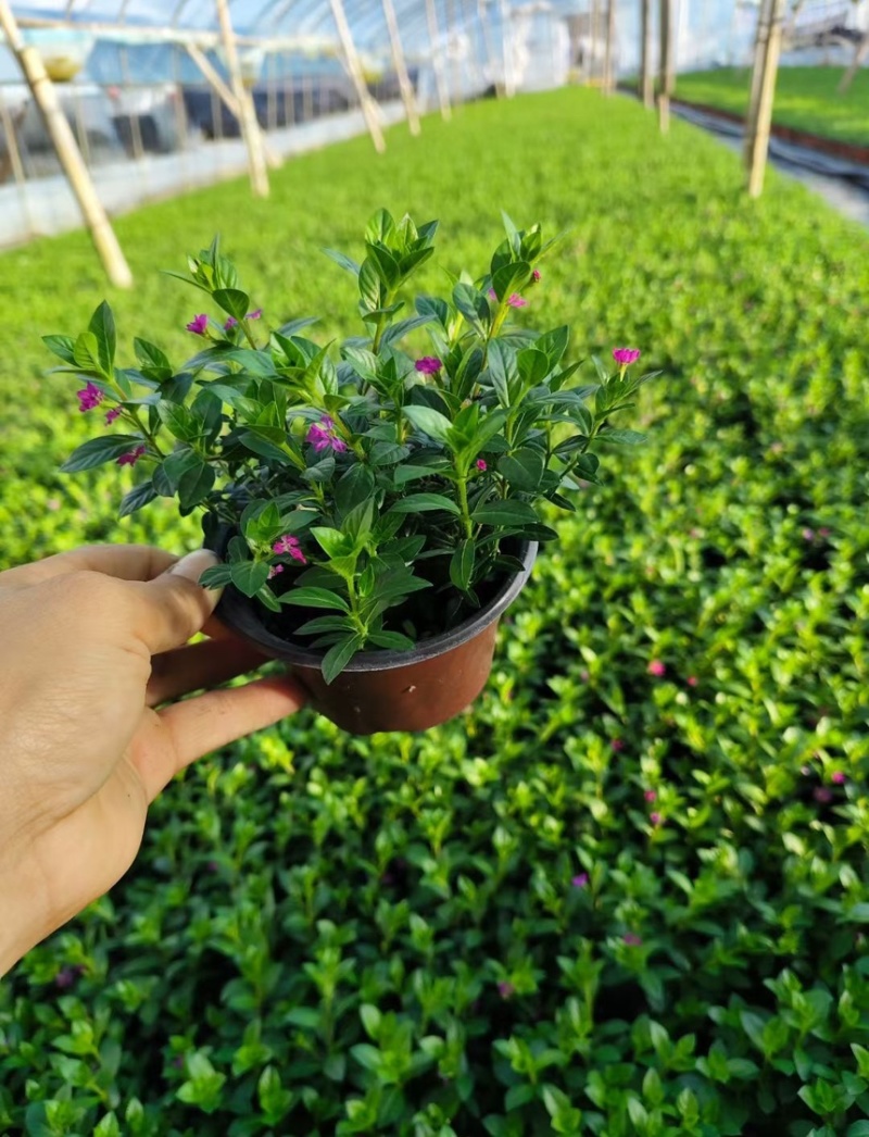 满天星大小规格品质保证基地直发