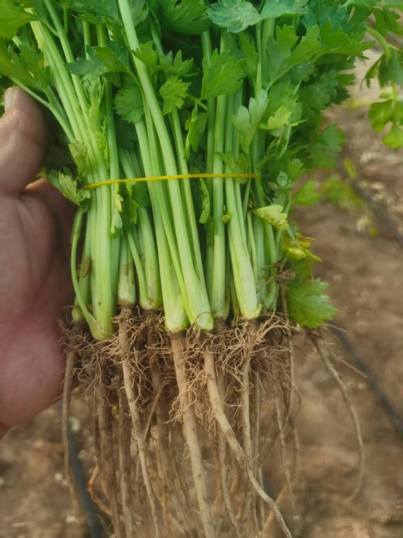 芹菜苗