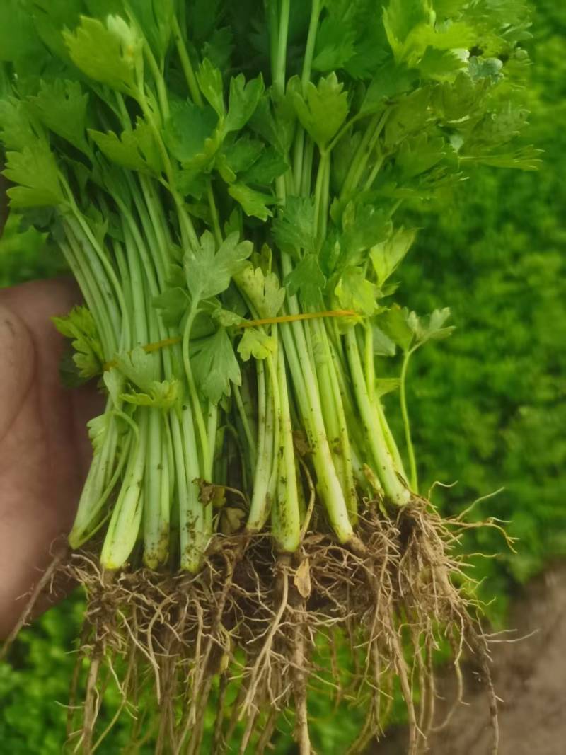 芹菜苗