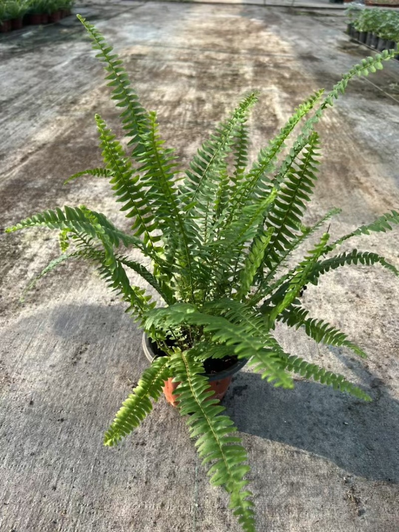 肾厥大小规格品质保证基地直发