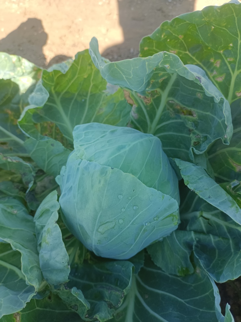 、软甘篮，中甘甘篮欢迎新朋友来收购