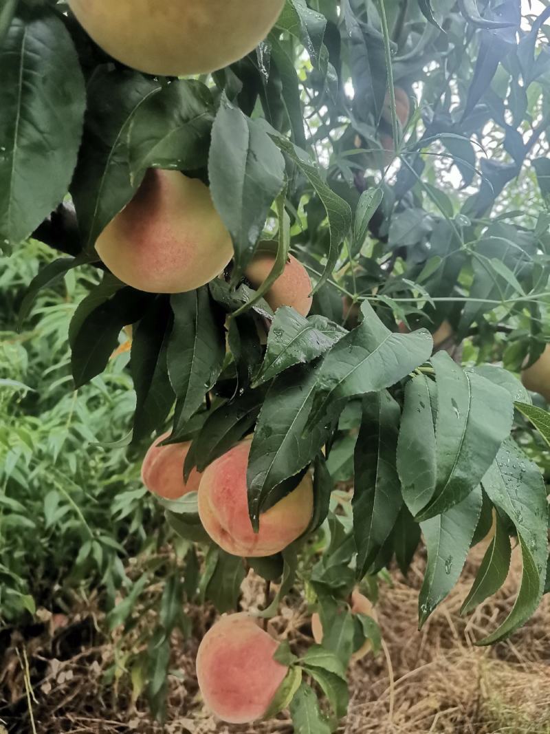 8月红不软上市中