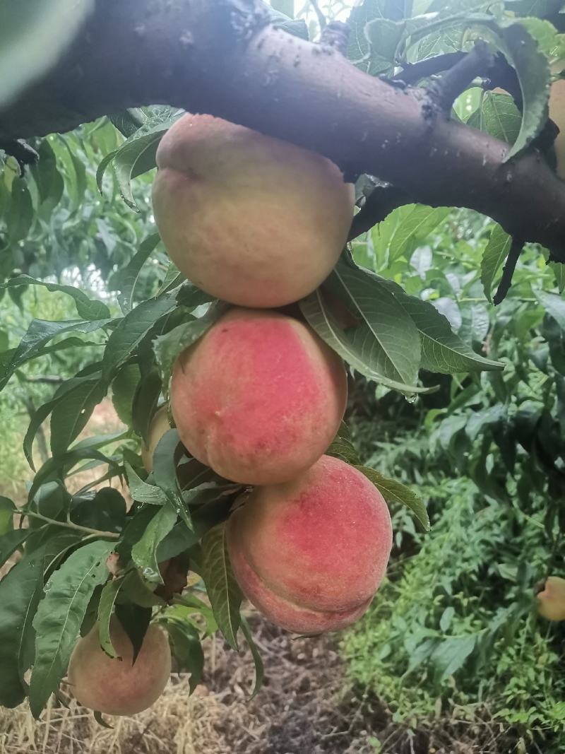 8月红不软上市中
