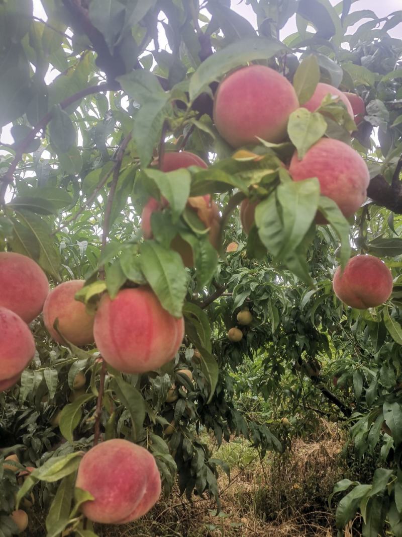 8月红不软上市中
