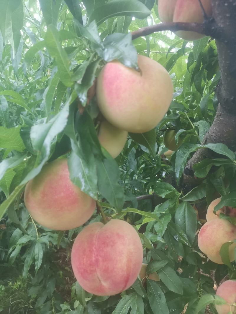 8月红不软上市中
