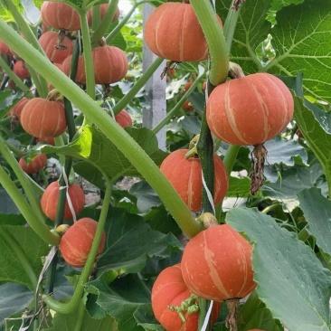 红贝贝太阳瓜，粉糯甜，货源稳定保质保量电商市场供应链直供