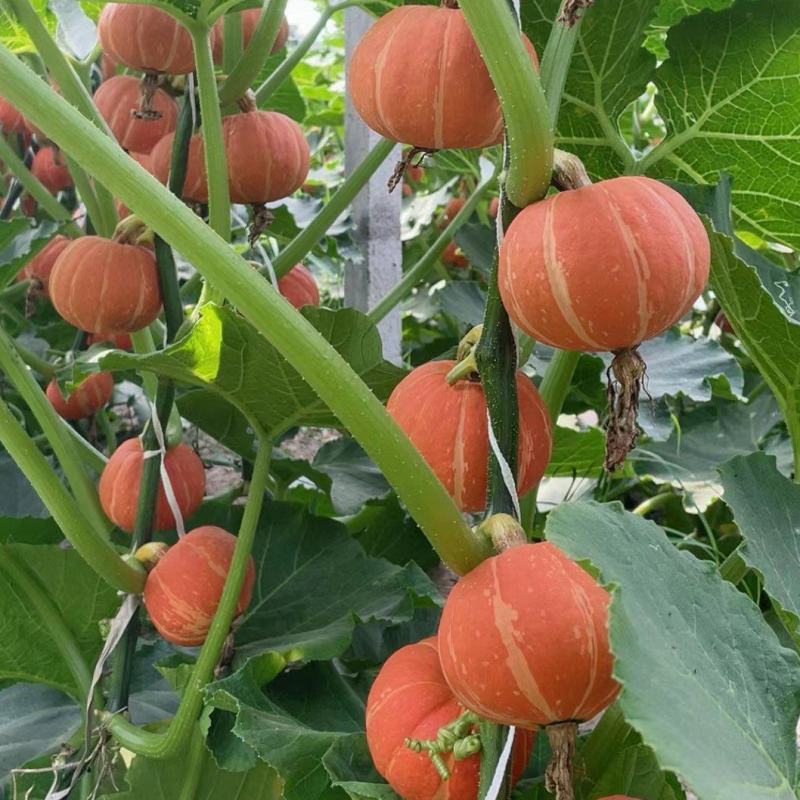 红贝贝太阳瓜，粉糯甜，货源稳定保质保量电商市场供应链直供