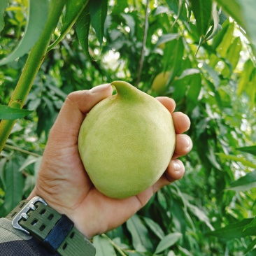 鹰嘴蜜桃