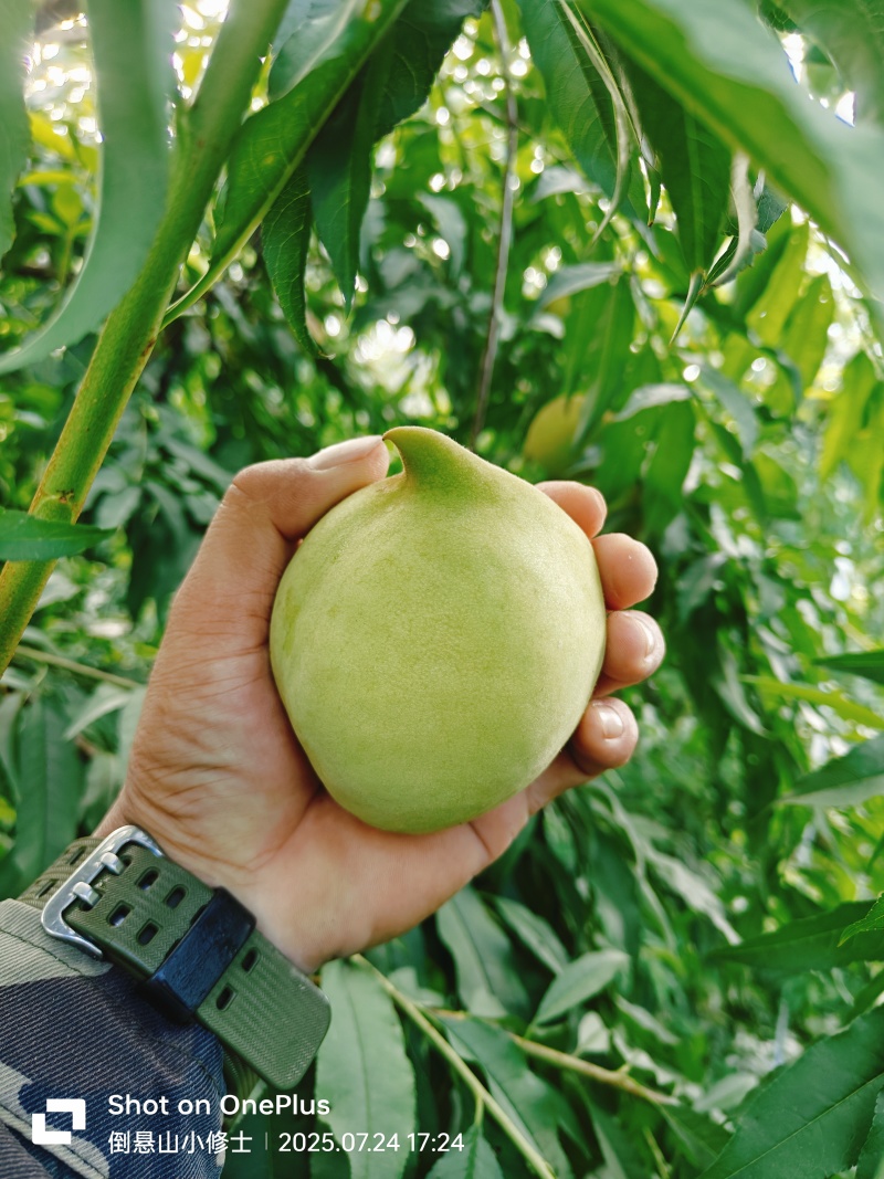 鹰嘴蜜桃