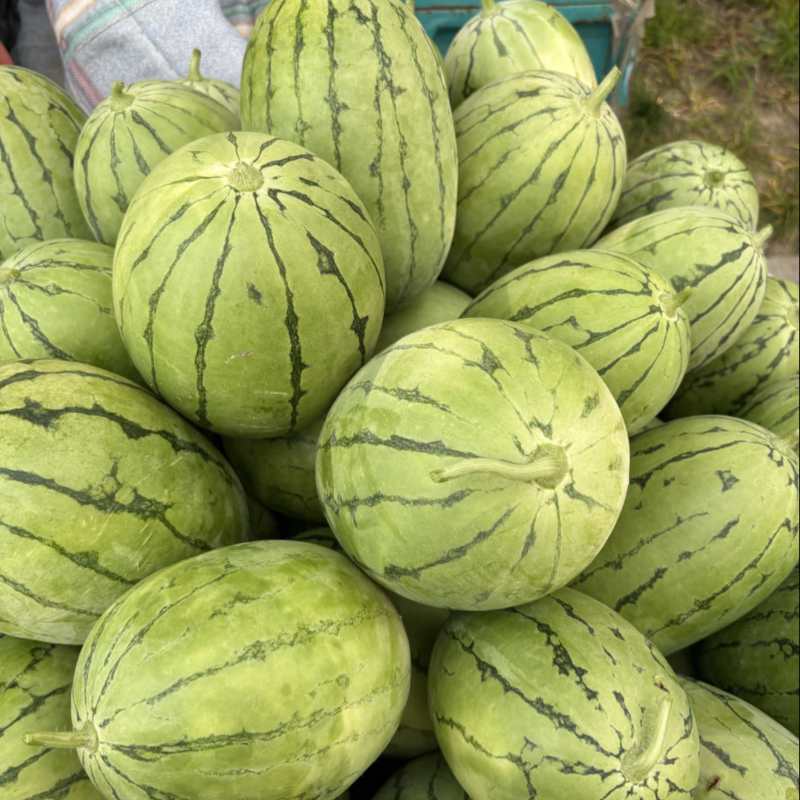 早春红玉西瓜，皮薄瓜甜