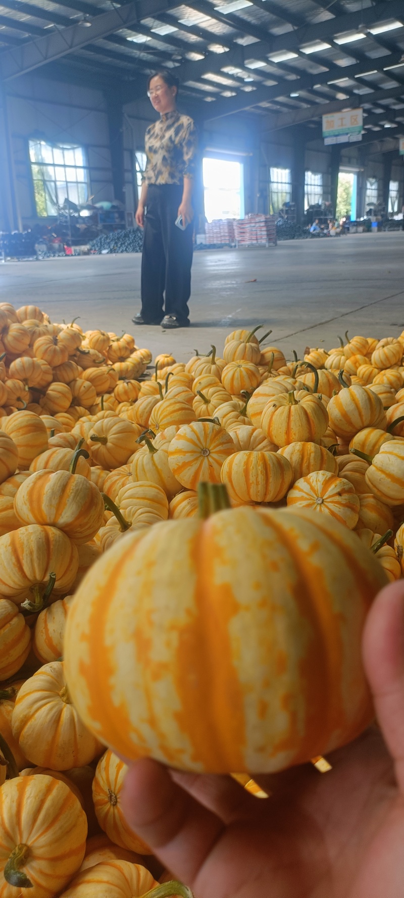 红贝贝太阳瓜，粉糯甜，货源稳定保质保量电商市场供应链直供