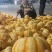 红贝贝太阳瓜，粉糯甜，货源稳定保质保量电商市场供应链直供