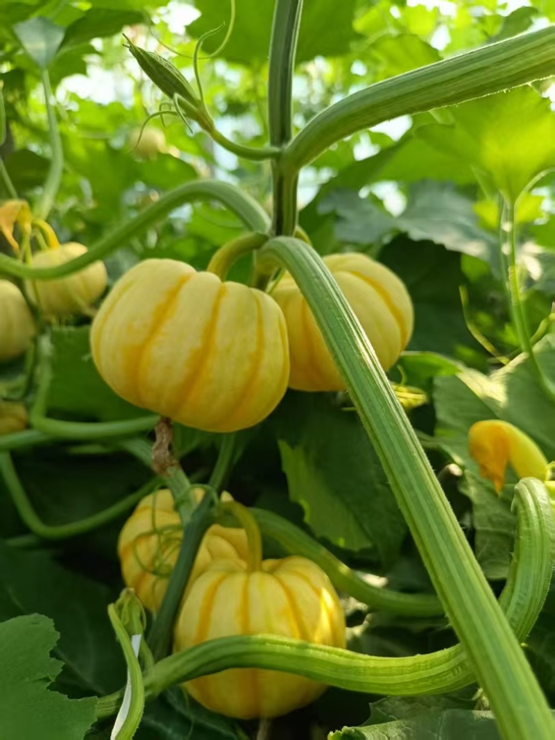 红贝贝太阳瓜，粉糯甜，货源稳定保质保量电商市场供应链直供
