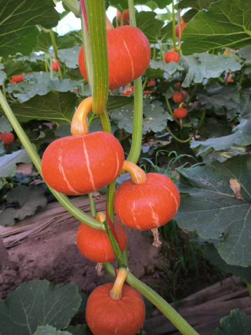 红贝贝太阳瓜，粉糯甜，货源稳定保质保量电商市场供应链直供