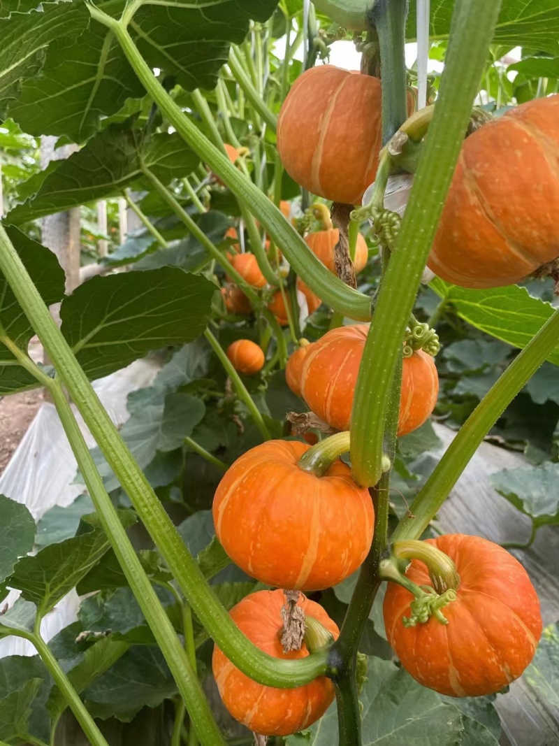 红贝贝太阳瓜，粉糯甜，货源稳定保质保量电商市场供应链直供