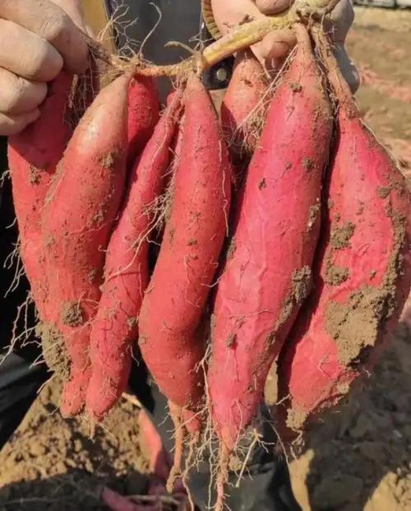 陕西秦薯5号红薯大量上市中对接市场档口量大从优产地直发