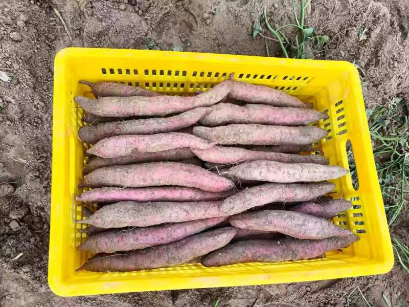 陕西秦薯5号红薯大量上市中对接市场档口量大从优产地直发