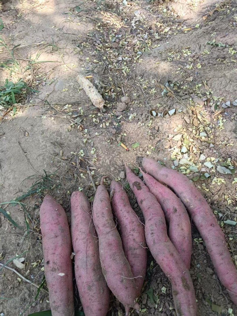 陕西秦薯5号红薯大量上市中对接市场档口量大从优产地直发