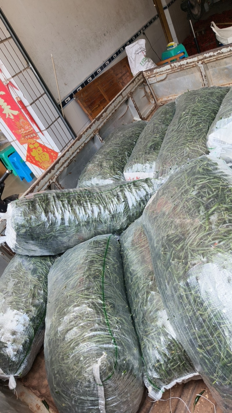 青米椒，量大色纯。价低质量好。可提供剪把服务