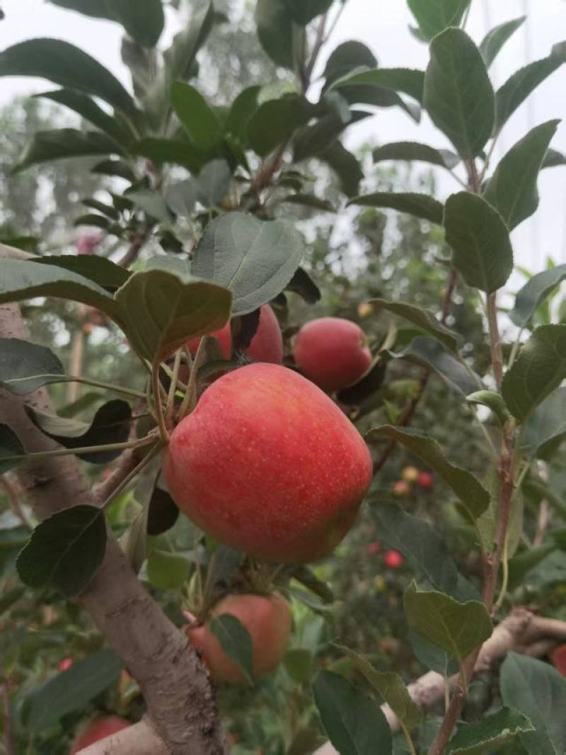 鲁丽萍果、华硕、富康山东萍果基地大量货源直供全国市场