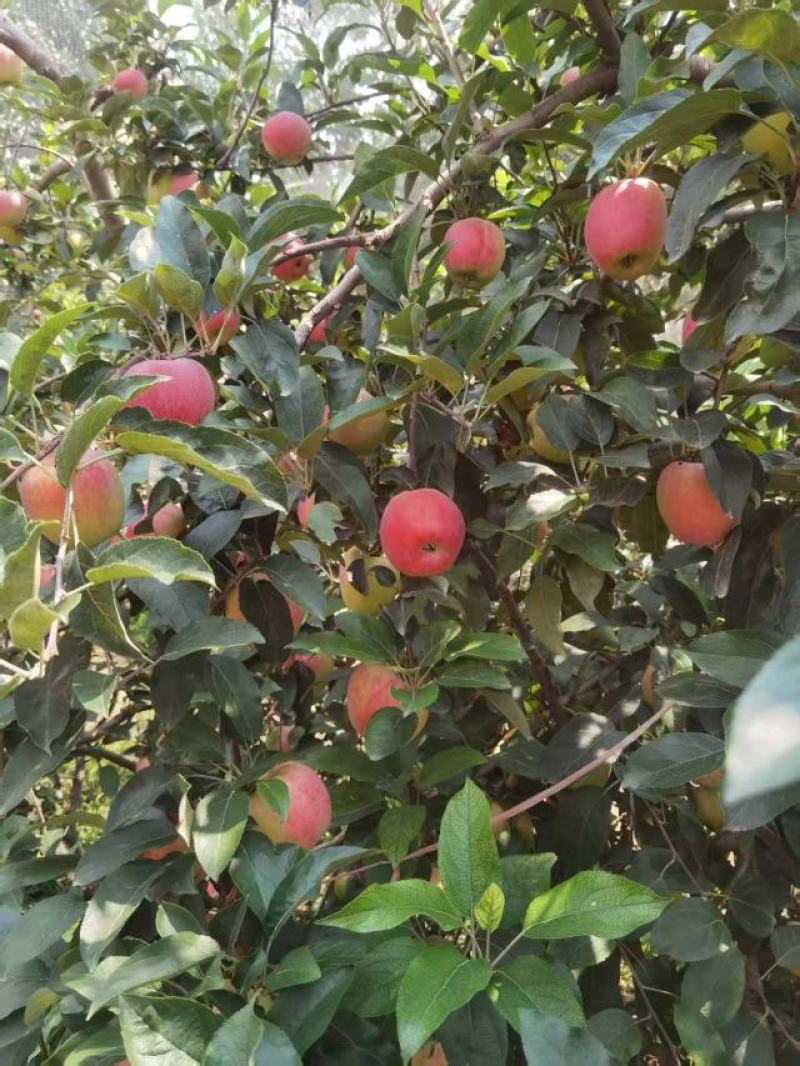 鲁丽萍果、华硕、富康山东萍果基地大量货源直供全国市场