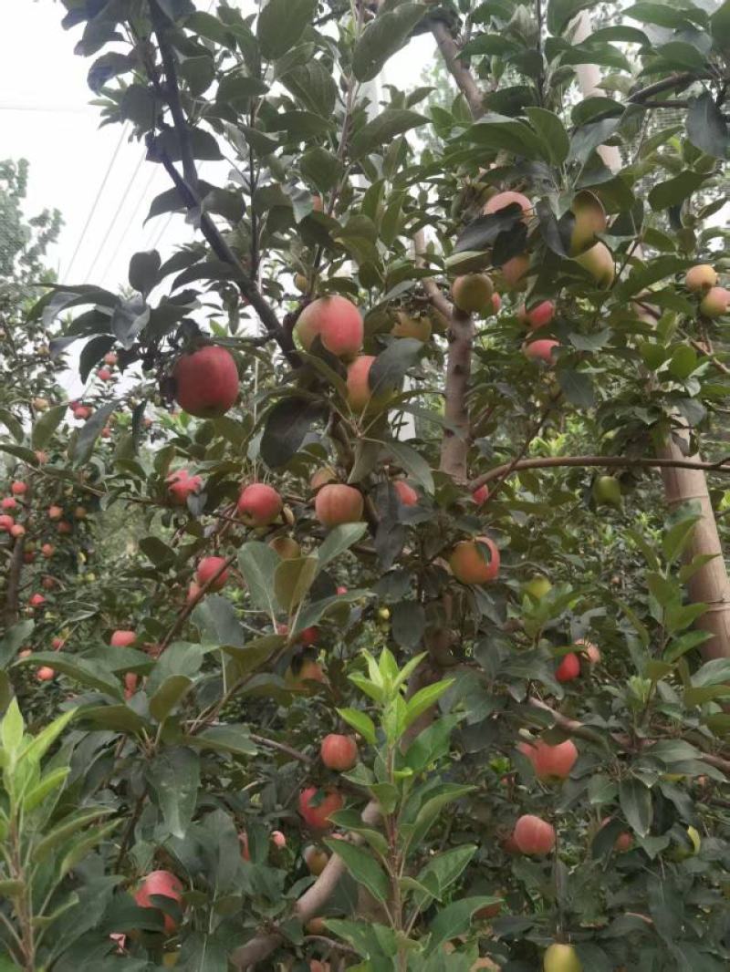 鲁丽萍果、华硕、富康山东萍果基地大量货源直供全国市场