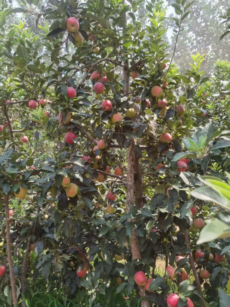 鲁丽萍果、华硕、富康山东萍果基地大量货源直供全国市场