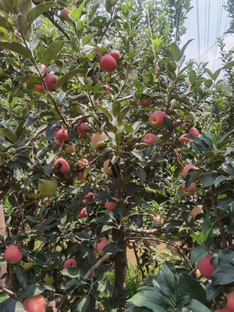 鲁丽萍果、华硕、富康山东萍果基地大量货源直供全国市场