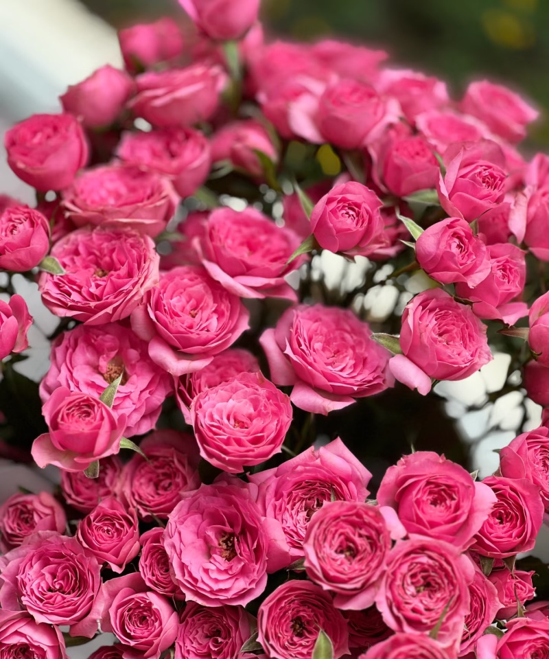 苏菲宝贝（多头）